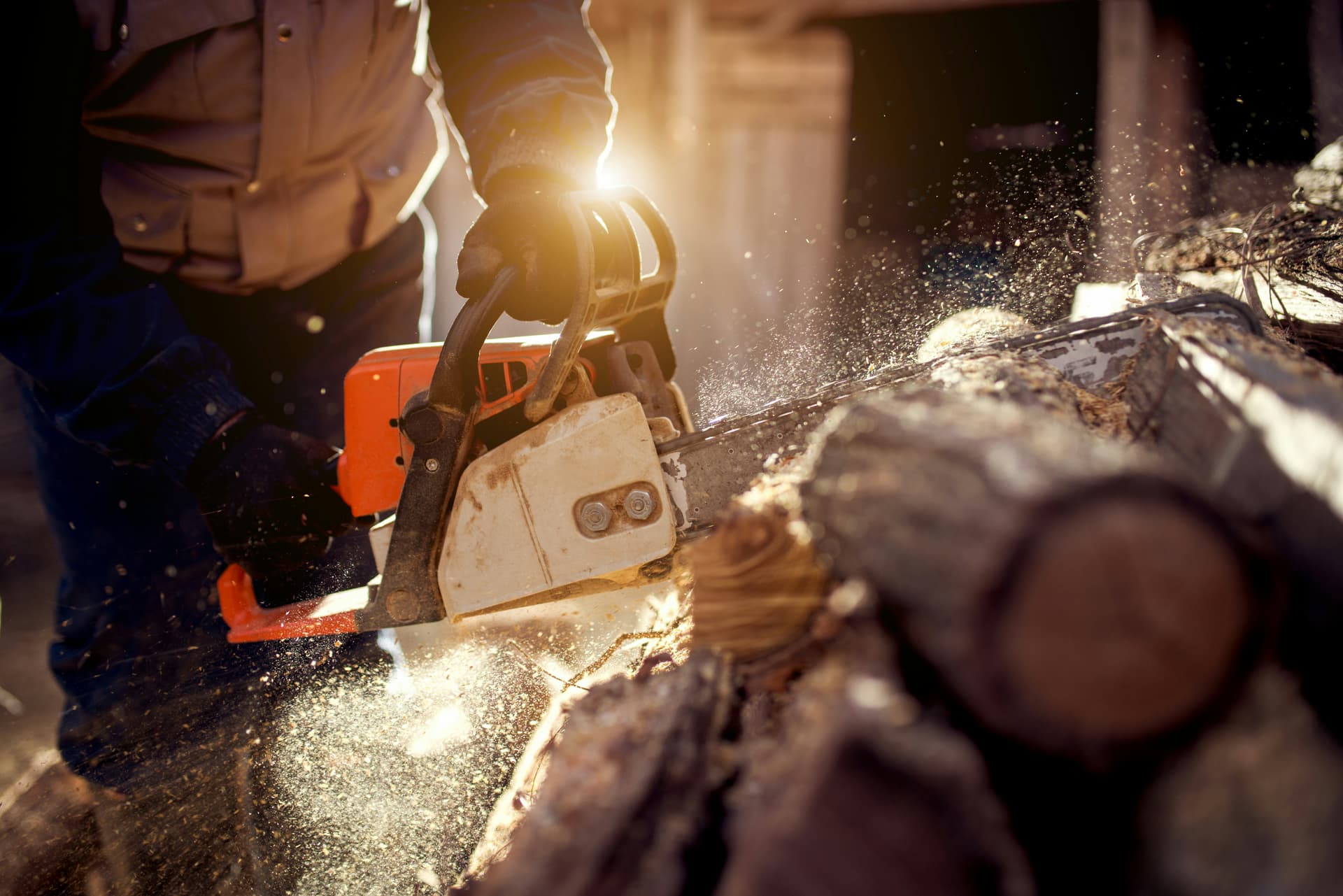 Adelaide Arborists case study